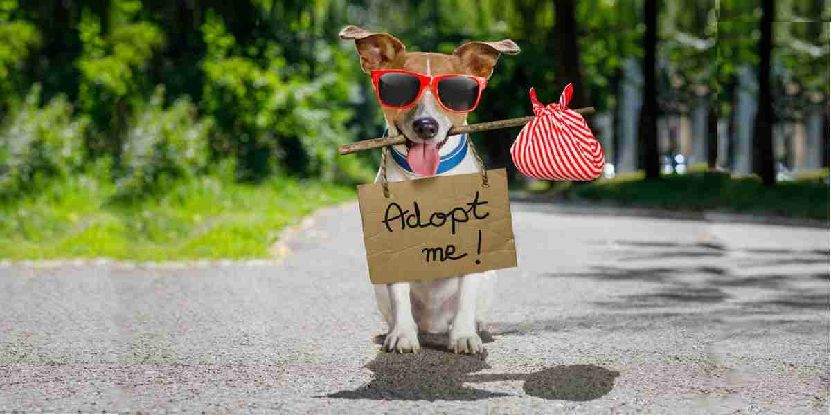 Lost Paws Rescue of Texas - DFW Adoption Events