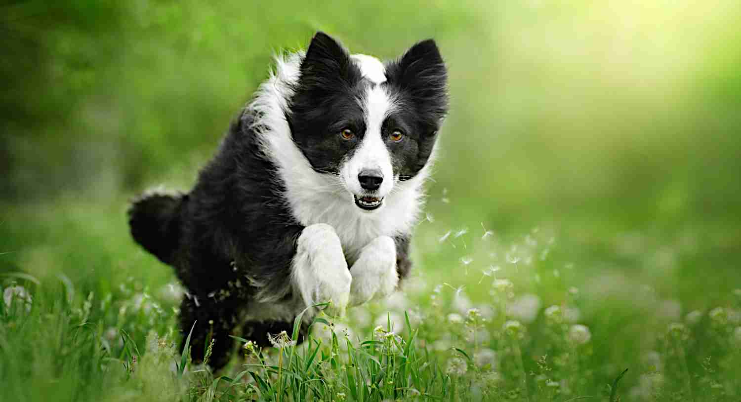 Lost Paws Rescue of Texas - DFW Dallas Fort Worth Dog Rescue and Adoption 2025
