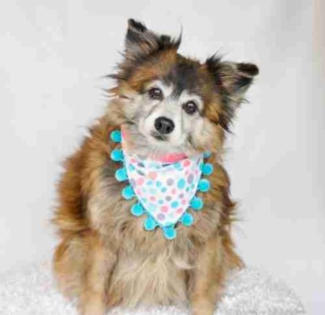 Lost Paws Rescue of Texas - Sweet Seniors Rescue Program